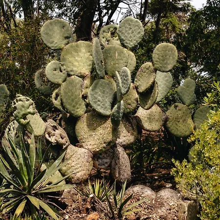 Maison De Et Jardin Botanique A 600m De La בית נופש
