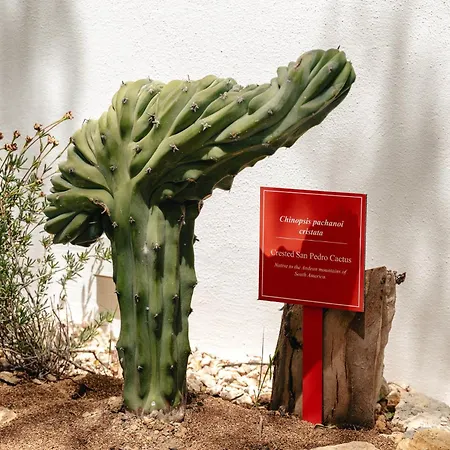 Maison De Et Jardin Botanique A 600m De La אלבופיירה